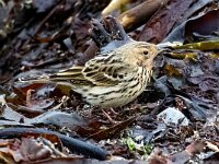 Anthus cervinus 13, Roodkeelpieper, Saxifraga-Bart Vastenhouw