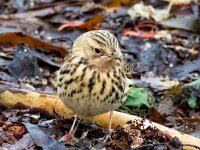 Anthus cervinus 15, Roodkeelpieper, Saxifraga-Bart Vastenhouw