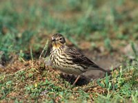 Anthus cervinus 2, Roodkeelpieper, Saxifraga-Arie de Knijff