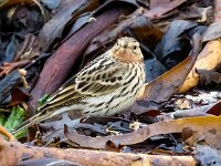 Anthus cervinus 9, Roodkeelpieper, Saxifraga-Bart Vastenhouw
