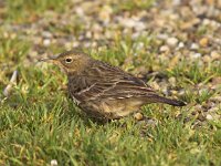 Anthus petrosus 2, Oeverpieper, Saxifraga-Peter Meininger