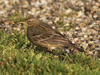 Anthus petrosus 4, Oeverpieper, Saxifraga-Peter Meininger