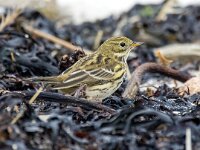 Anthus pratensis 101, Graspieper, Saxifraga-Bart Vastenhouw