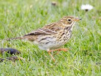 Anthus pratensis 105, Graspieper, Saxifraga-Bart Vastenhouw