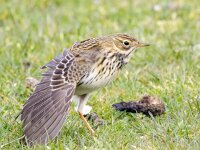 Anthus pratensis 106, Graspieper, Saxifraga-Bart Vastenhouw