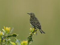 Anthus pratensis 11, Graspieper, Saxifraga-Piet Munsterman