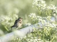 Anthus pratensis 110, Graspieper, adult, Saxifraga-Theo Verstrael
