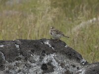 Anthus pratensis 117, Graspieper, Saxifraga-Willem van Kruijsbergen