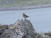 Anthus pratensis 121, Graspieper, Saxifraga-Willem van Kruijsbergen