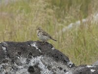 Anthus pratensis 122, Graspieper, Saxifraga-Willem van Kruijsbergen