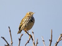 Anthus pratensis 16, Graspieper, Saxifraga-Bart Vastenhouw