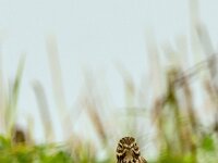 Anthus pratensis 21, Graspieper, adult, Saxifraga-Theo Verstrael