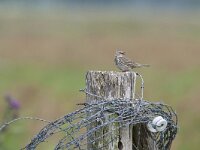 Anthus pratensis 29, Graspieper, Saxifraga-Mark Zekhuis
