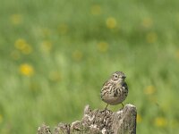 Anthus pratensis 32, Graspieper, Saxifraga-Jan Nijendijk