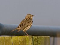 Anthus pratensis 9, Graspieper, Saxifraga-Luc Hoogenstein