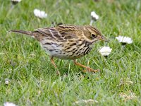 Anthus pratensis 94, Graspieper, Saxifraga-Bart Vastenhouw