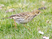 Anthus pratensis 96, Graspieper, Saxifraga-Bart Vastenhouw