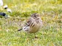 Anthus pratensis 99, Graspieper, Saxifraga-Bart Vastenhouw
