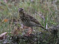 Anthus trivialis 10, Boompieper, Saxifraga-Henk Baptist