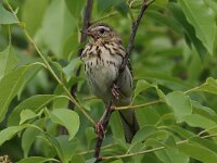 Anthus trivialis 3, Boompieper, Saxifraga-Henk Baptist