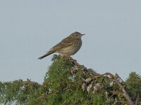 Anthus trivialis 4, Boompieper, Saxifraga-Kees van Berkel : Blue Elephant