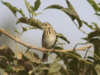 Anthus trivialis 7, Boompieper, Saxifraga-Mark Zekhuis