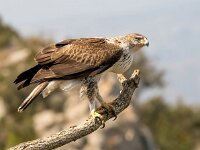 Aquila fasciata 39, Havikarend, Saxifraga-Bart Vastenhouw