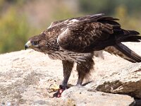 Aquila fasciata 5, Havikarend, Saxifraga-Bart Vastenhouw
