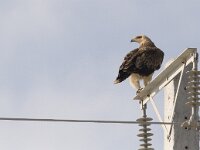 Aquila heliaca 4, Keizerarend, Saxifraga-Mark Zekhuis