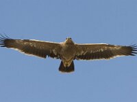 Aquila nipalensis 13, Steppearend, Saxifraga-Mark Zekhuis
