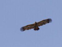 Aquila nipalensis 15, Steppearend, Saxifraga-Mark Zekhuis