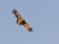 Aquila nipalensis 5, Steppearend, Saxifraga-Mark Zekhuis