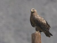Aquila nipalensis 6, Steppearend, Saxifraga-Mark Zekhuis