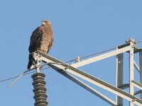 Aquila nipalensis 8, Steppearend, Saxifraga-Mark Zekhuis