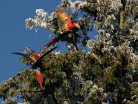 Ara macao 2, Geelvleugelara, Saxifraga-Piet Munsterman