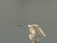 Ardea alba 11, Grote zilverreiger, Saxifraga-Piet Munsterman
