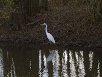Ardea alba 125, Grote zilverreiger, Saxifraga-Jan Nijendijk