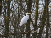 Ardea alba 126, Grote zilverreiger, Saxifraga-Jan Nijendijk