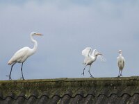Ardea alba 128, Grote zilverreiger, Saxifraga-Mark Zekhuis