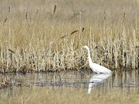 Ardea alba 139, Grote zilverreiger, Saxifraga-Tom Heijnen