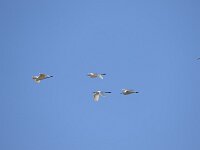 Ardea alba 154, Grote zilverreiger, Saxifraga-Peter Meininger