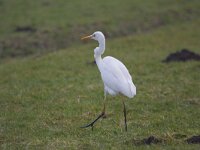 Grote Zilverreiger  Grote zilverreiger : Casmerodius albus