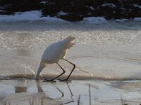 Ardea alba 26, Grote zilverreiger, Saxifraga-Jan Nijendijk