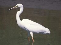 Ardea alba 3, Grote zilverreiger, Saxifraga-Piet Munsterman