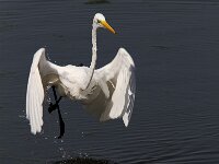 Ardea alba 38, Grote zilverreiger, Saxifraga-Martin Mollet