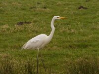 Ardea alba 46, Grote zilverreiger, Saxifraga-Jan Nijendijk
