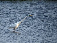Ardea alba 48, Grote zilverreiger, Saxifraga-Hans Dekker