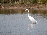 Ardea alba 53, Grote zilverreiger, Saxifraga-Hans Dekker