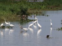 Ardea alba 58, Grote zilverreiger, Saxifraga-Henk Baptist