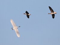 Ardea alba 63, Grote zilverreiger, Saxifraga-Henk Baptist